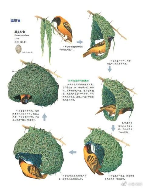 家里有鸟巢代表什么